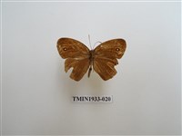 藏品(小眉眼蝶)的圖片